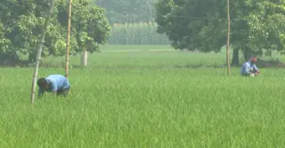 বাড়ছে উৎপাদন খরচ, মিলছে না ন্যায্যমূল্য—আশার আলো দেখাচ্ছে ‘কৃষক কার্ড’